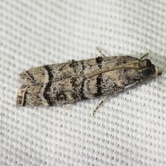 Dioryctria subtracta