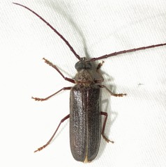 Tragosoma spiculum
