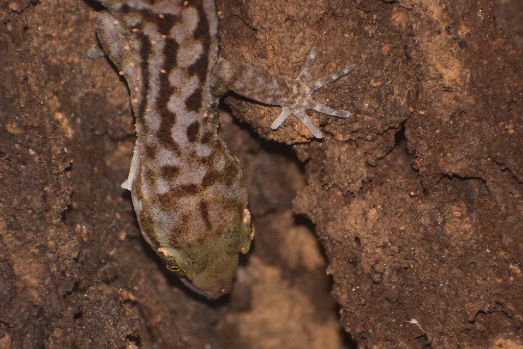 Jampui Bent-Toed Gecko