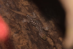Jampui Bent-Toed Gecko photo 2