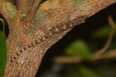 Jampui Bent-Toed Gecko photo 3
