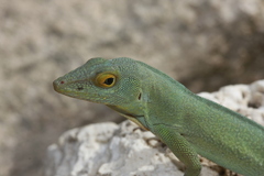 Petite Terre Anole photo 3