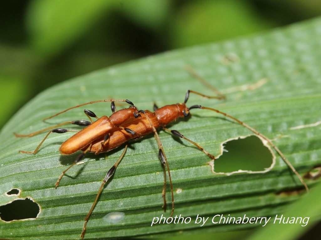 Stenodryas