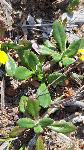 Image of Goodenia blackiana by no rights reserved