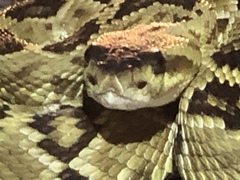Crotalus molossus