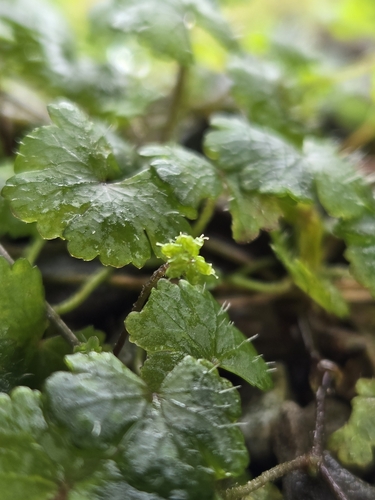 Image of Hydrocotyle sibthorpioides by (c) jimmy, some rights reserved (CC BY)