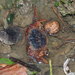 Rumsfeld Stream Crab - Photo (c) 羅忠良, some rights reserved (CC BY-NC), uploaded by 羅忠良