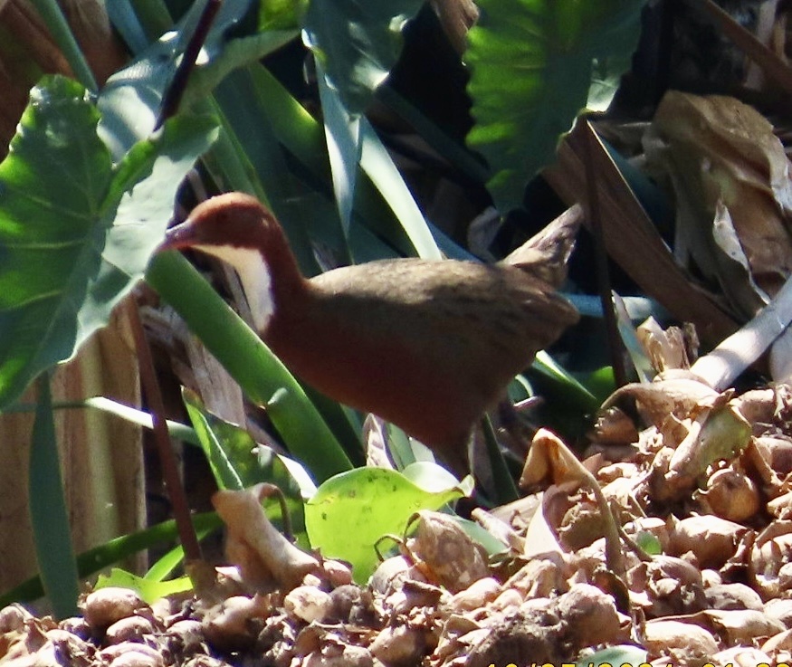 White-throated Rail (Dryolimnas cuvieri), photo 6