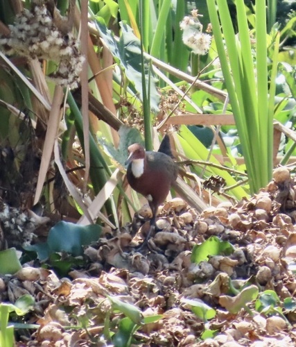 White-throated Rail (Dryolimnas cuvieri), photo 6