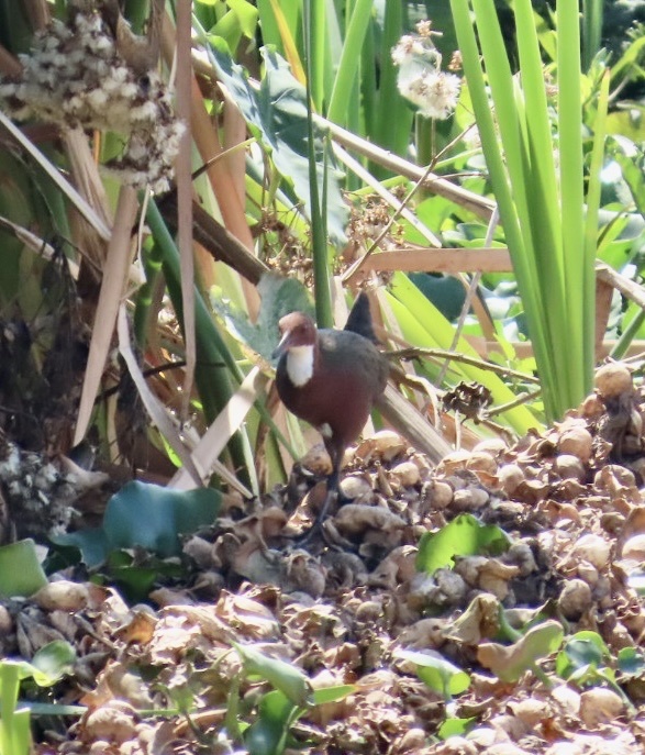 White-throated Rail (Dryolimnas cuvieri), photo 7
