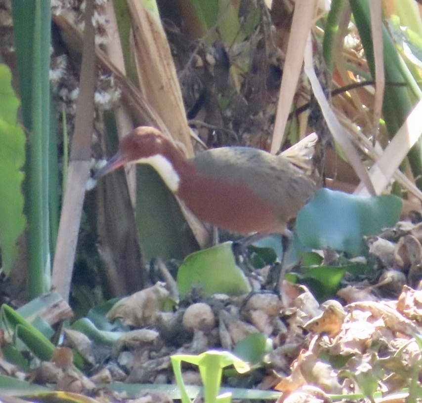 White-throated Rail (Dryolimnas cuvieri), photo 8