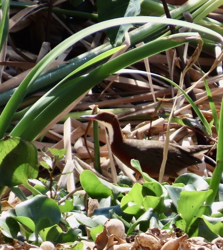 White-throated Rail (Dryolimnas cuvieri), photo 9