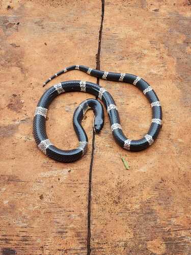 Malayan Krait