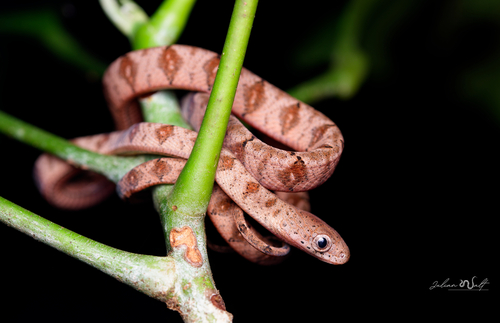 Photo of a Fischer's Cat Snake (Toxicodryas pulverulenta)