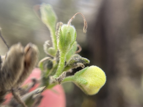 Image of Verbascum speciosum by (c) Joss Carr, some rights reserved (CC BY)