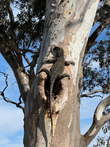 Lace Monitor