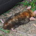 臺灣鼴鼠 - Photo 由 羅忠良 所上傳的 (c) 羅忠良，保留部份權利CC BY-NC