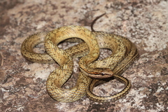 Terre-De-Haut Racer photo 3