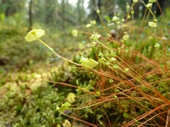 Splachnum luteum