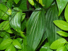 Tricyrtis lasiocarpa