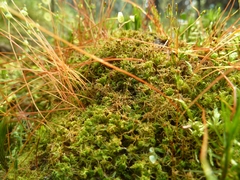 Splachnum luteum