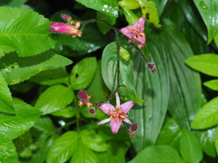 Tricyrtis lasiocarpa