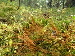 Splachnum luteum