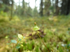 Splachnum luteum
