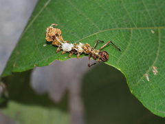 Stauropus alternus albescens