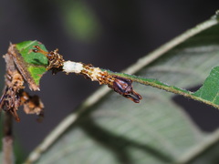 Stauropus alternus albescens