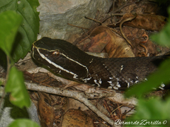 Agkistrodon russeolus