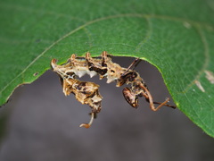 Stauropus alternus albescens