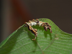 Stauropus alternus albescens