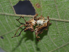 Stauropus alternus albescens