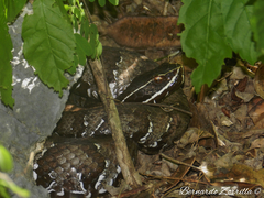 Agkistrodon russeolus
