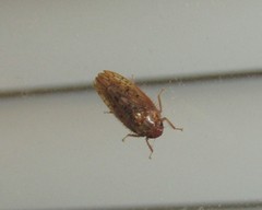 Ponana rubida
