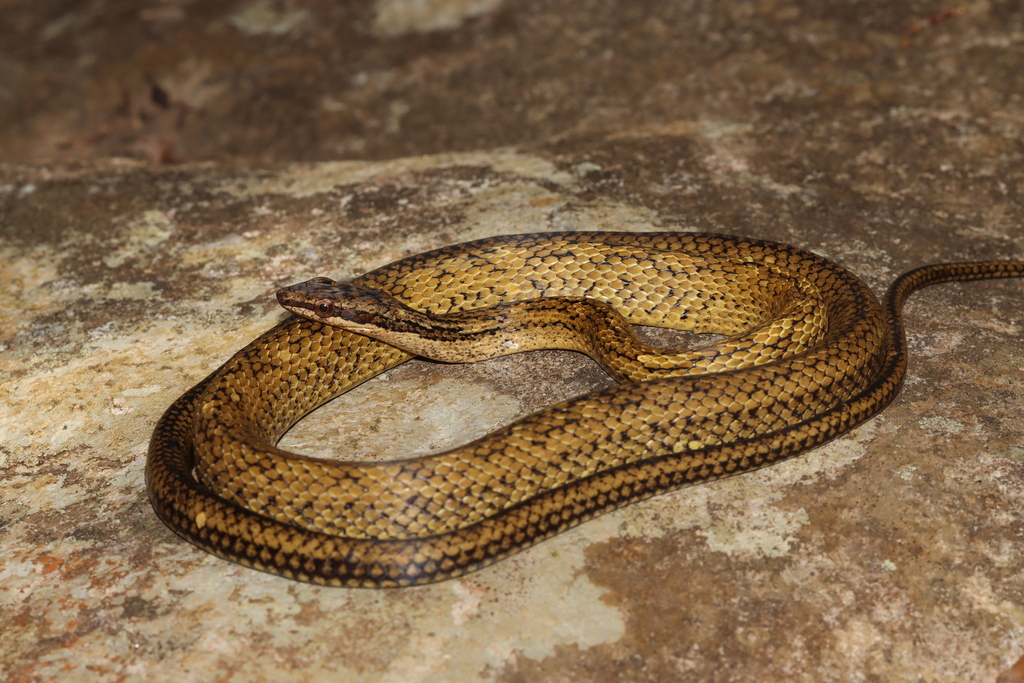 Terre-De-Haut Racer