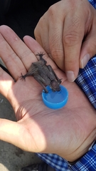 Vespertilio sinensis