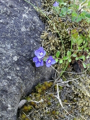 Veronica fruticans