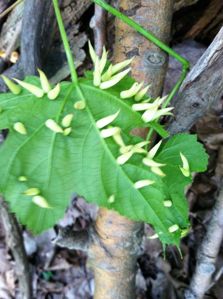 Grape Tube Gall Midge