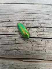 Buprestis intricata