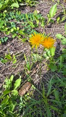 Scorzoneroides autumnalis