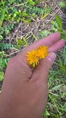 Scorzoneroides autumnalis