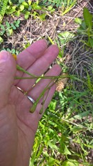 Scorzoneroides autumnalis