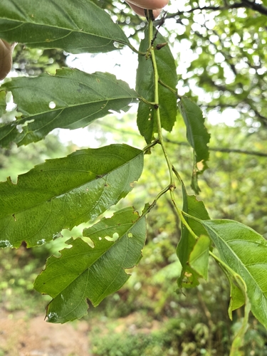 Image of Itea parviflora by (c) jimmy, some rights reserved (CC BY)