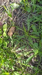 Scorzoneroides autumnalis