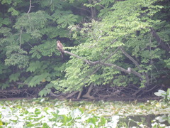 Milvus migrans lineatus