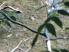 Lithobates catesbeianus
