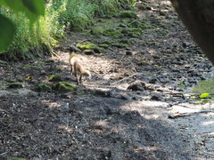 Vulpes vulpes schrencki