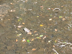 Lithobates catesbeianus